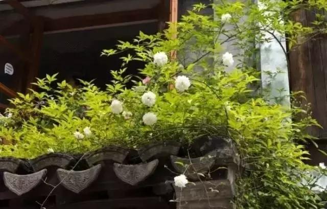 這樣的院子，只有中國人駕馭得了它！